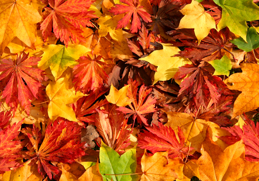 Herbstdeko5